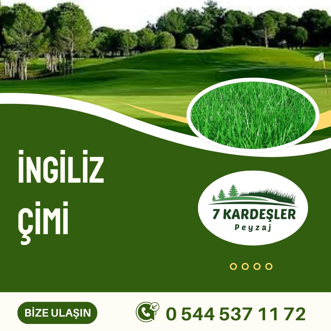 Resim