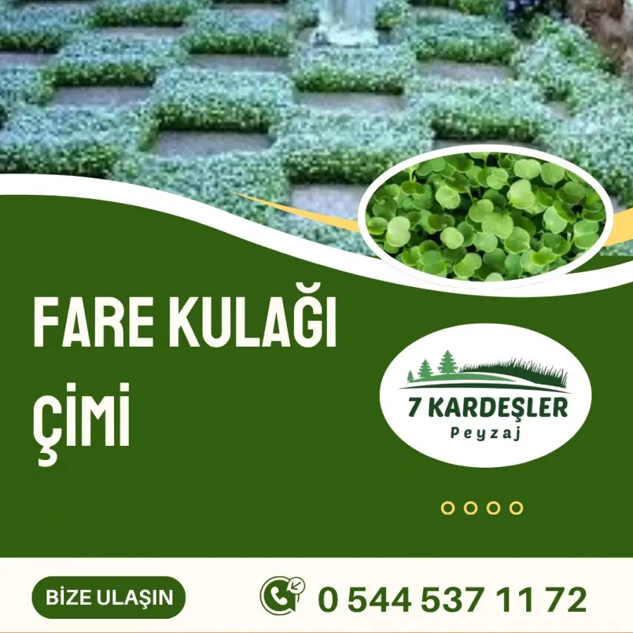 Fare Kulağı Çimi Manisa