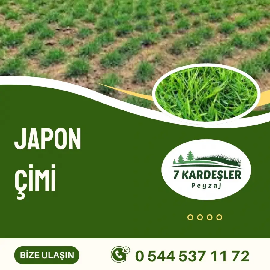 Japon Çimi Manisa