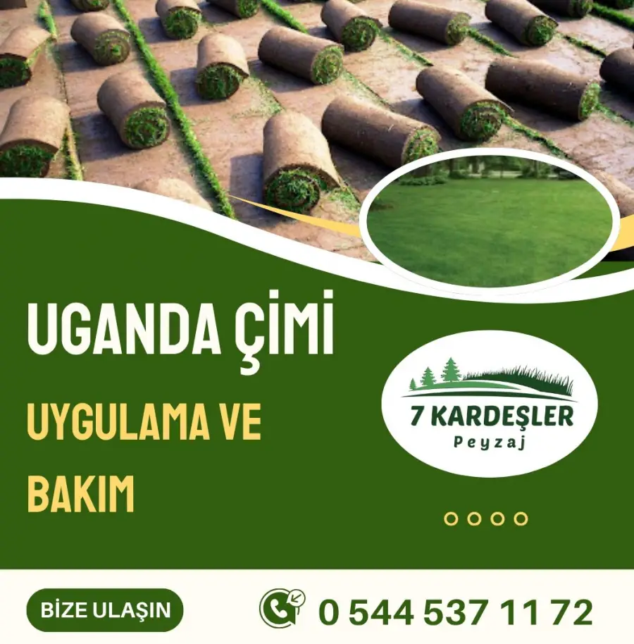 Uganda Çimi Manisa