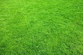 Paspalum Çimi Manisa
